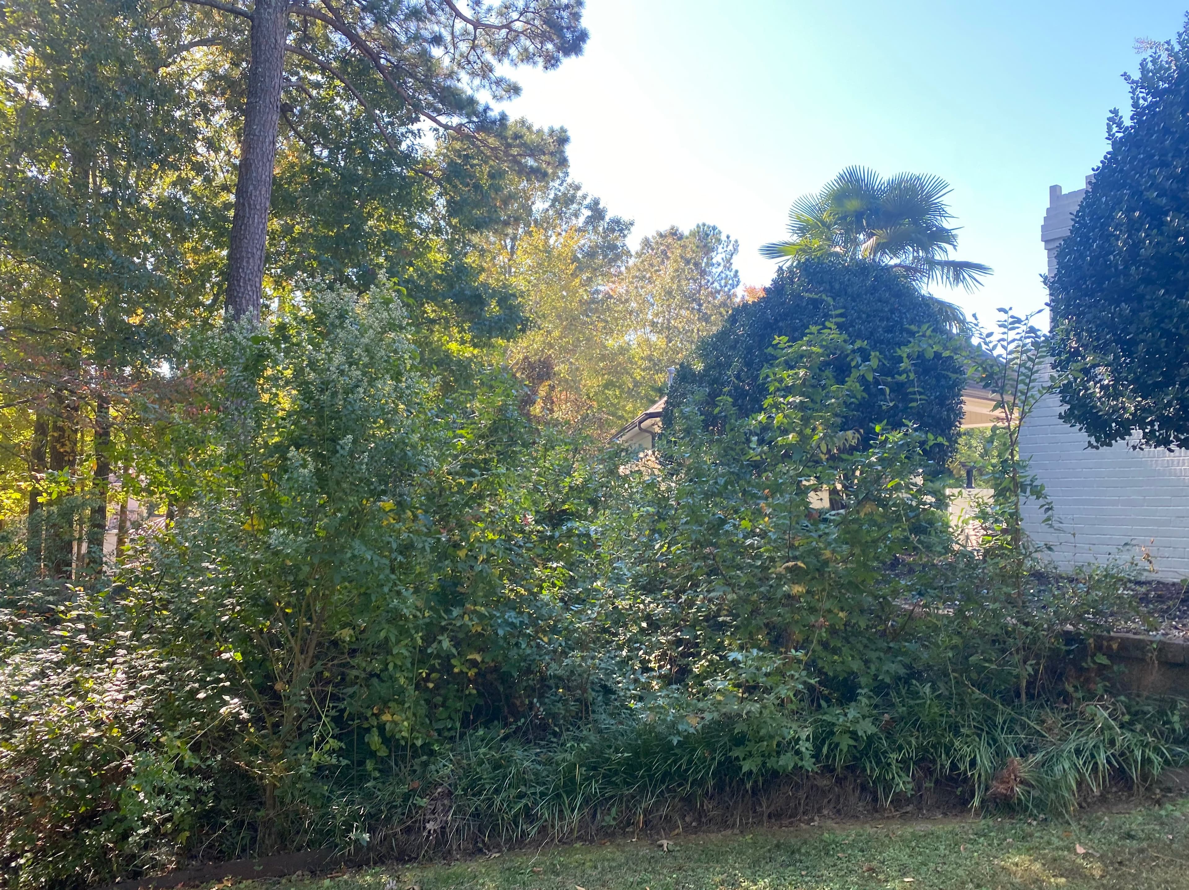Before — Cleanups — JDP Landscaping