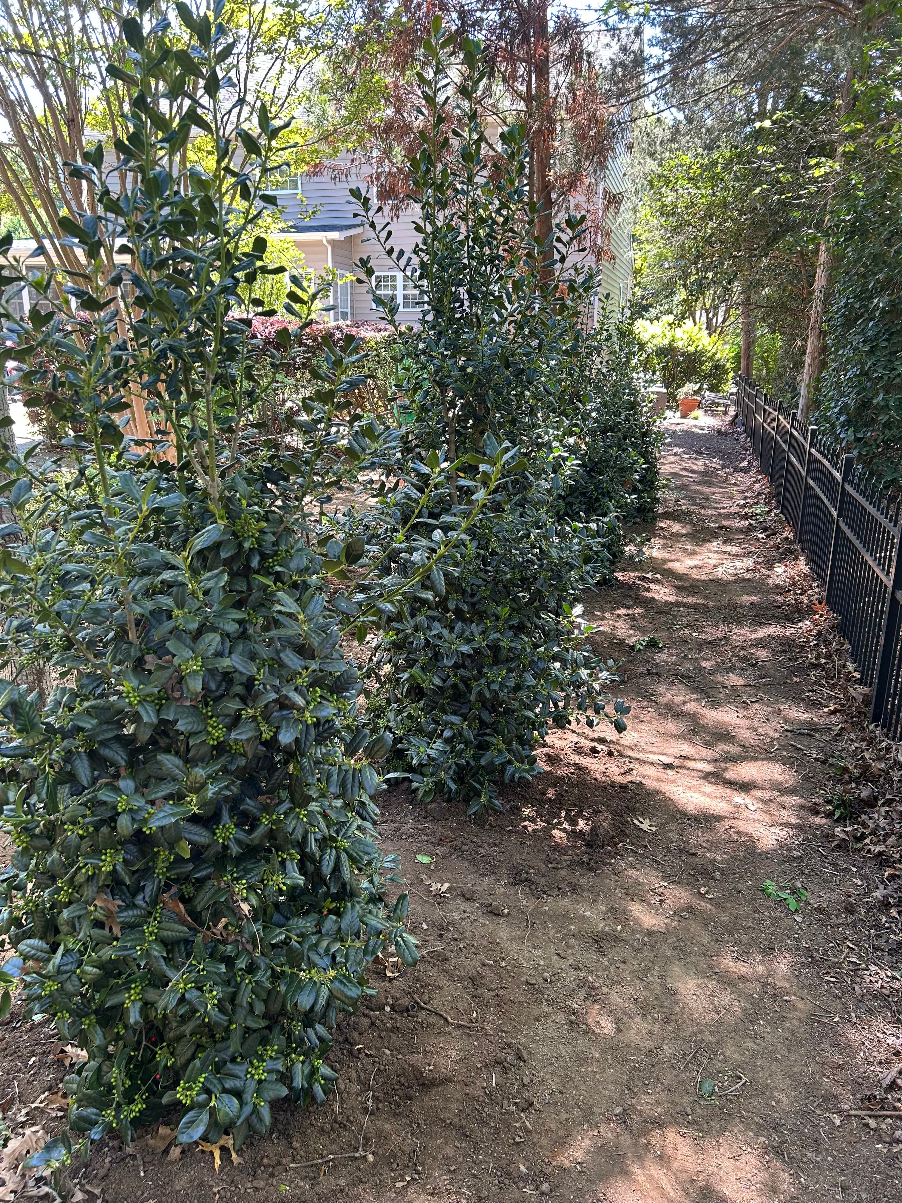 After — Planting — JDP Landscaping