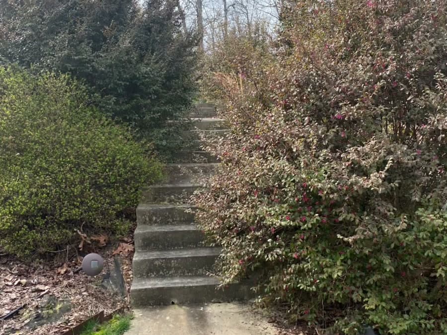 Before — Trimming — JDP Landscaping